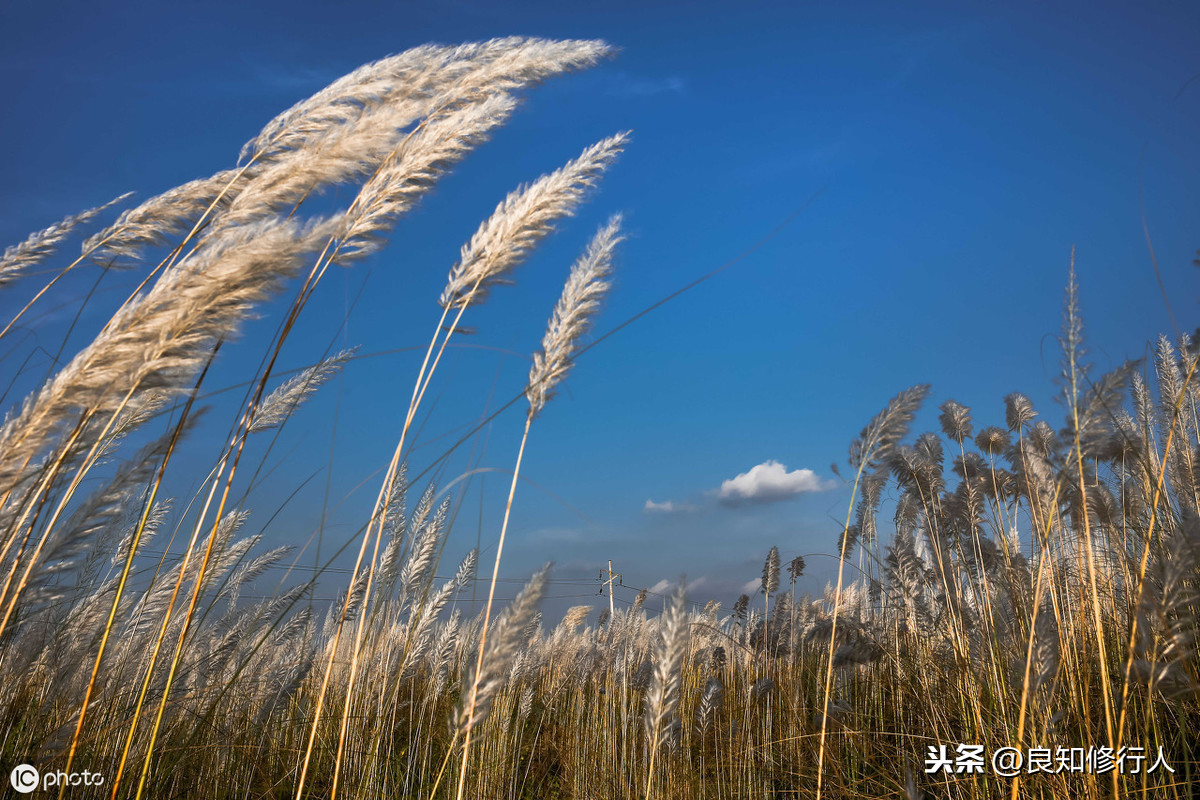 闲居初夏午睡起其二古诗（全文翻译和主旨）