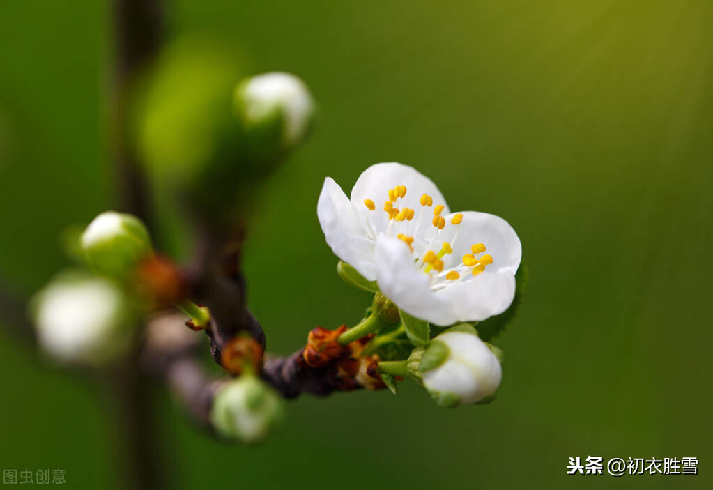 描写梅花的古诗有哪些（深度诠释梅花意志的5首诗）