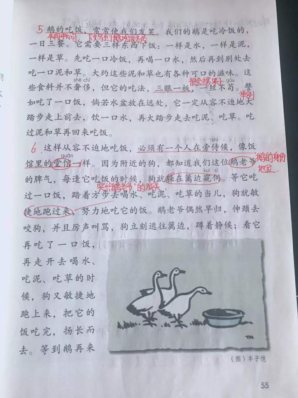 白鹅课文原文笔记（白鹅读书笔记主要内容）