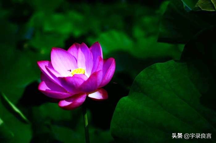坦然面对的释怀短句（学会坦然接受生活一切困扰的说说）