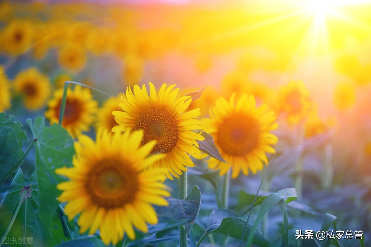向日葵花语经典短句（关于向日葵花语的文案）