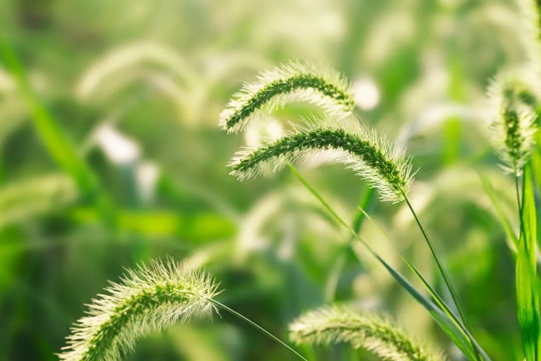 描写立夏节气的古诗词（立夏经典古诗名句）