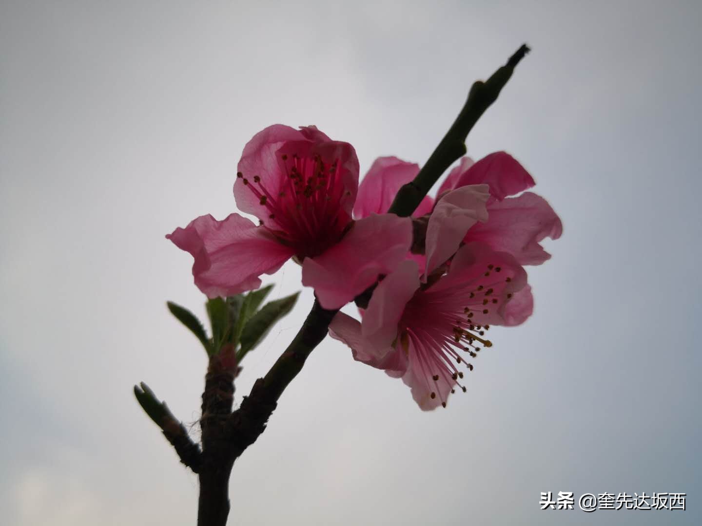 桃花现代诗歌作者（关于桃花的诗歌自创）