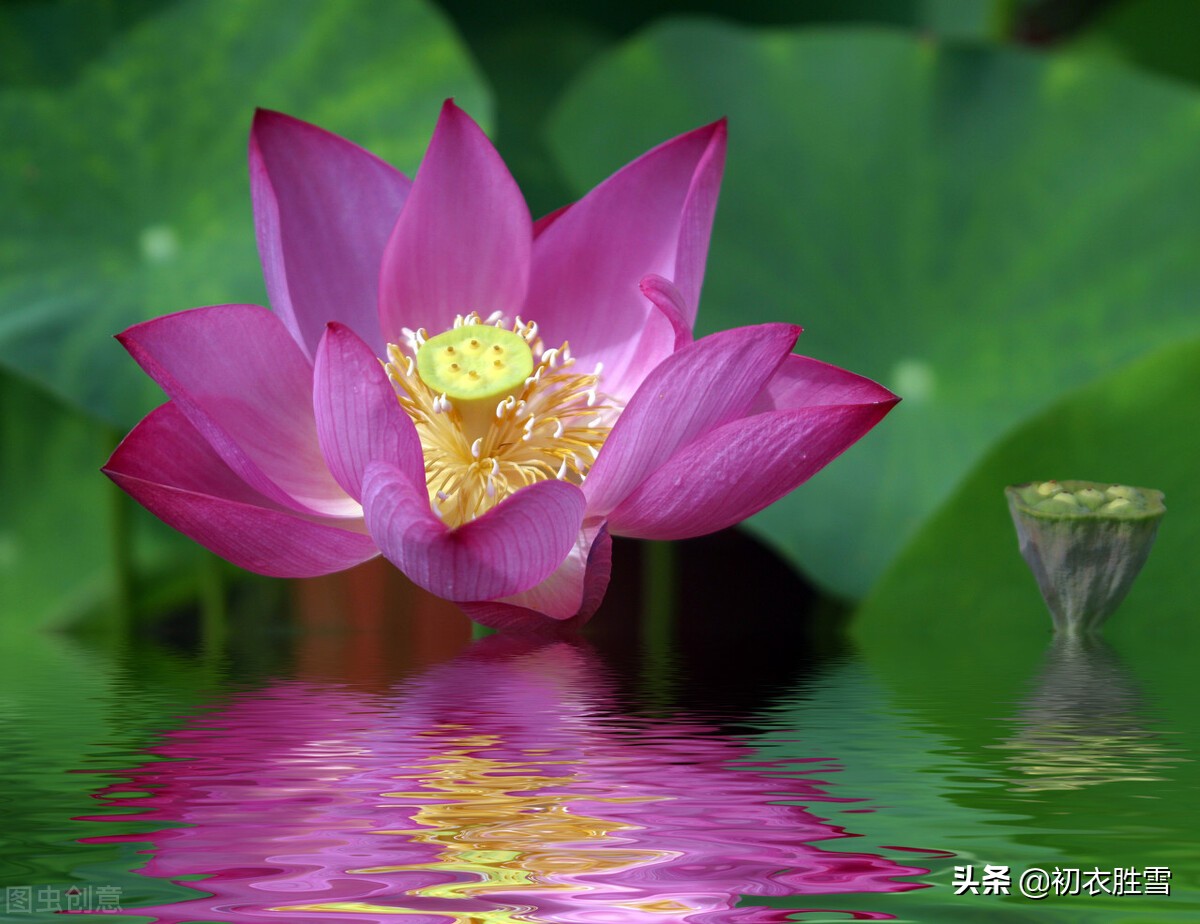 荷花的句子唯美短句（赞美荷花的名言佳句）