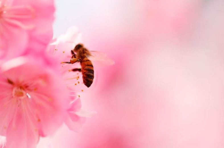 赞美蜜蜂的诗句经典（蜜蜂采花的优美句子）