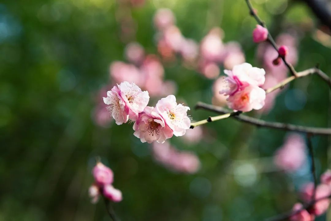 梅花诗句唯美句子（美人梅的优美诗句）