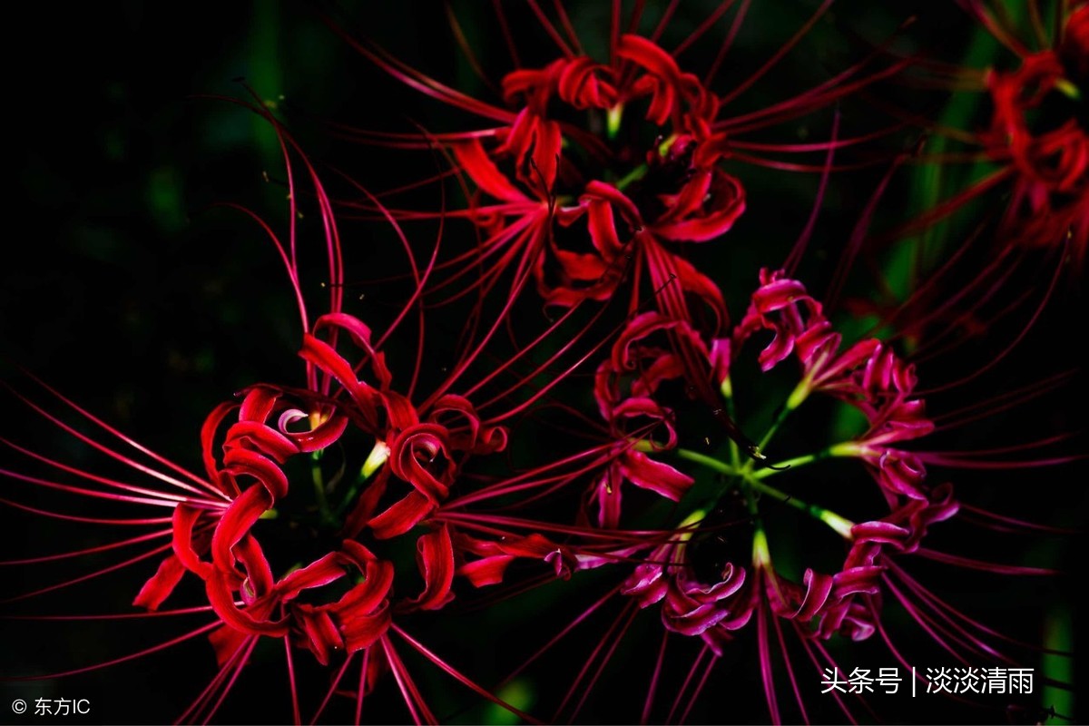 描写彼岸花的诗句（意境优美的古诗）