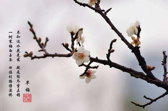 人勤春来早的全诗（春天激励人奋进的诗句）
