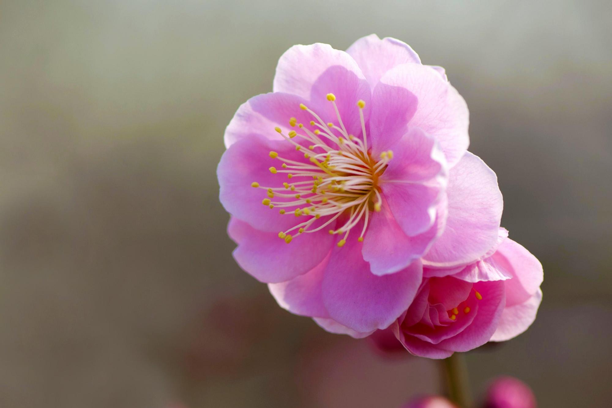 梅花的品质和精神（两首梅花的古诗解析）