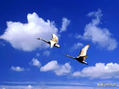 元好问摸鱼儿雁丘词译文（原文翻译及赏析）