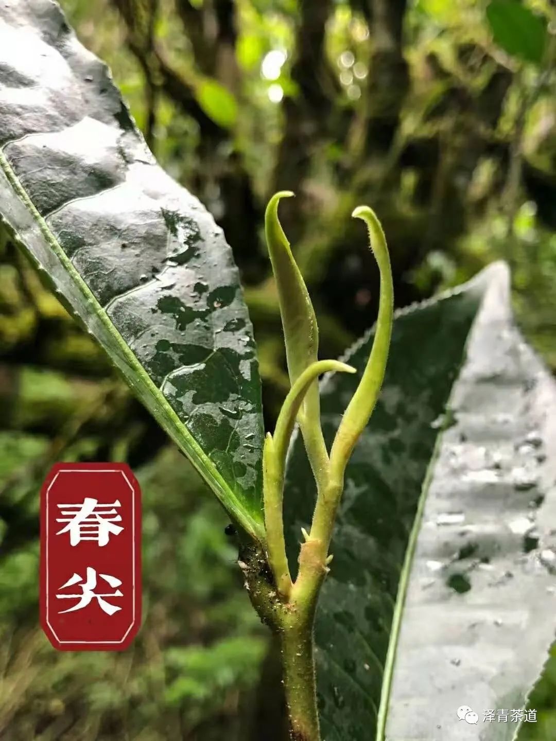 春茶的诗句唯美（三月春茶美好句子）