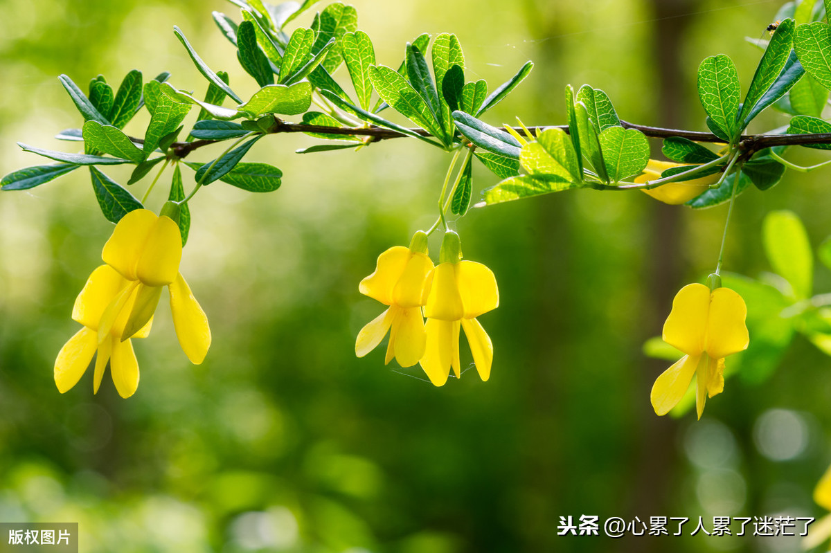 酸甜苦辣的人生句子（人生百味正能量经典句子）