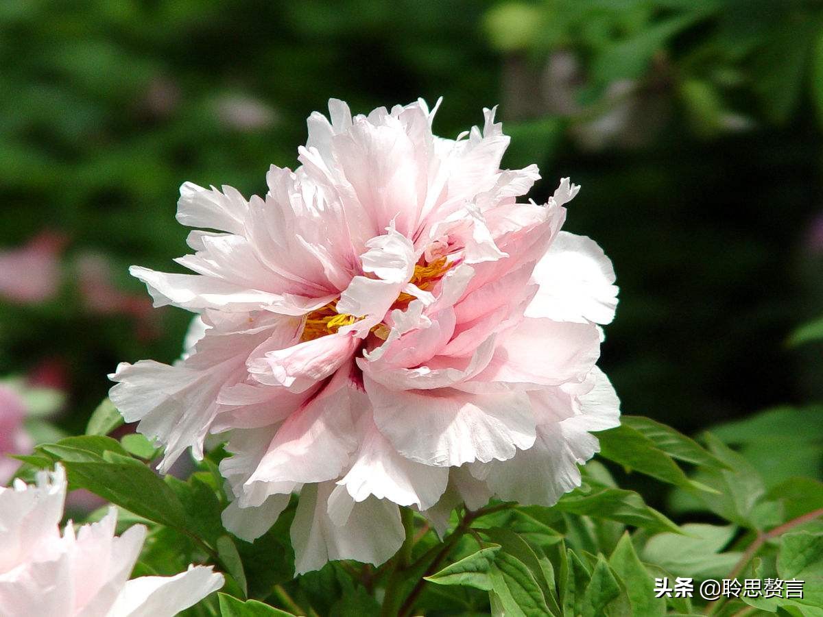 祝福生日的诗句经典语录（有关生日祝福的诗句古诗词）