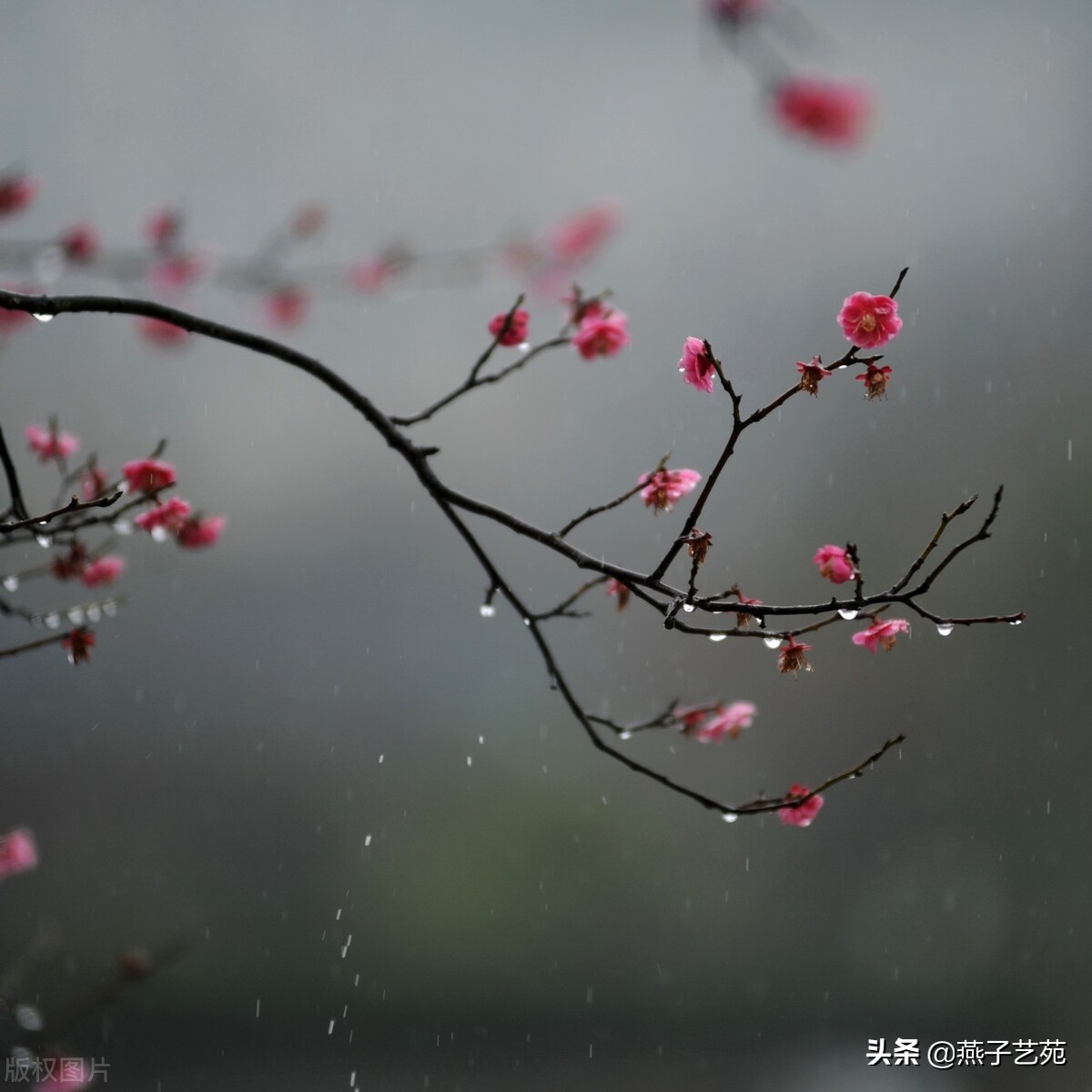 初春小雨古诗（描写春天的古诗 ）