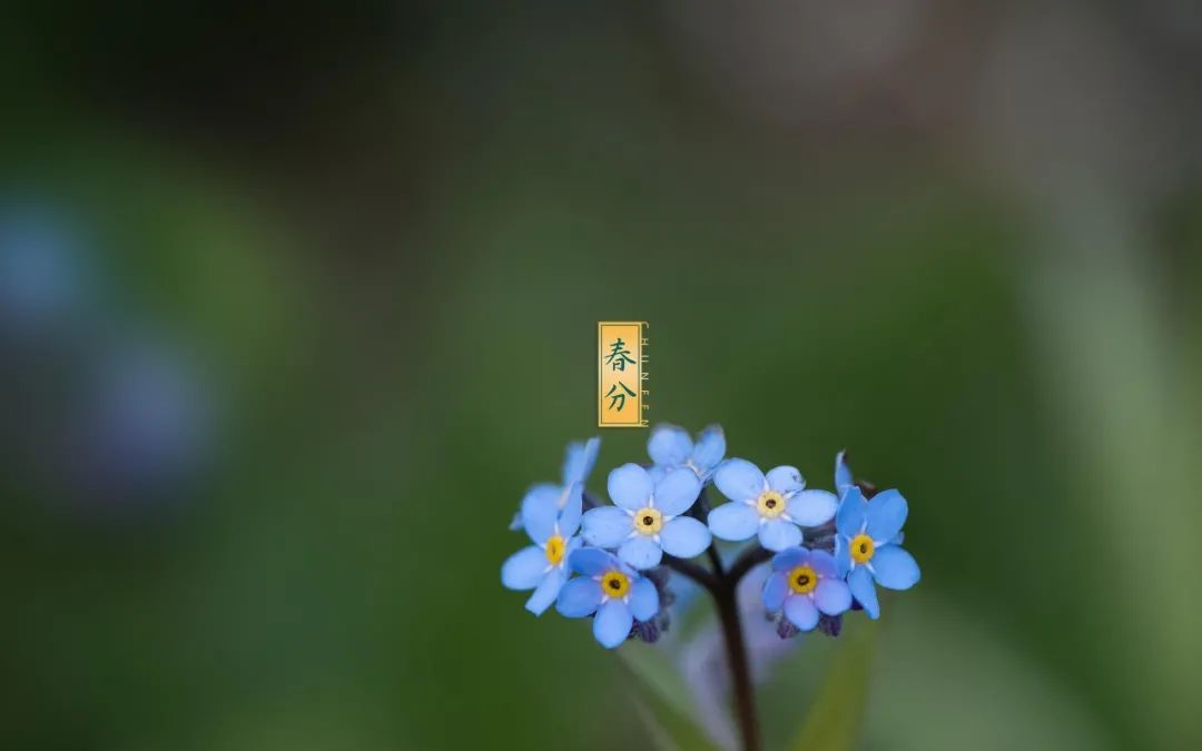 春分的诗句古诗（描写春分节气的诗句诗词大全）