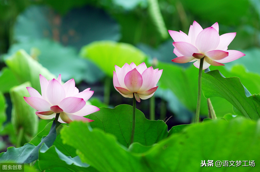 山水诗词佳句及赏析（山清水秀风景优美句子）
