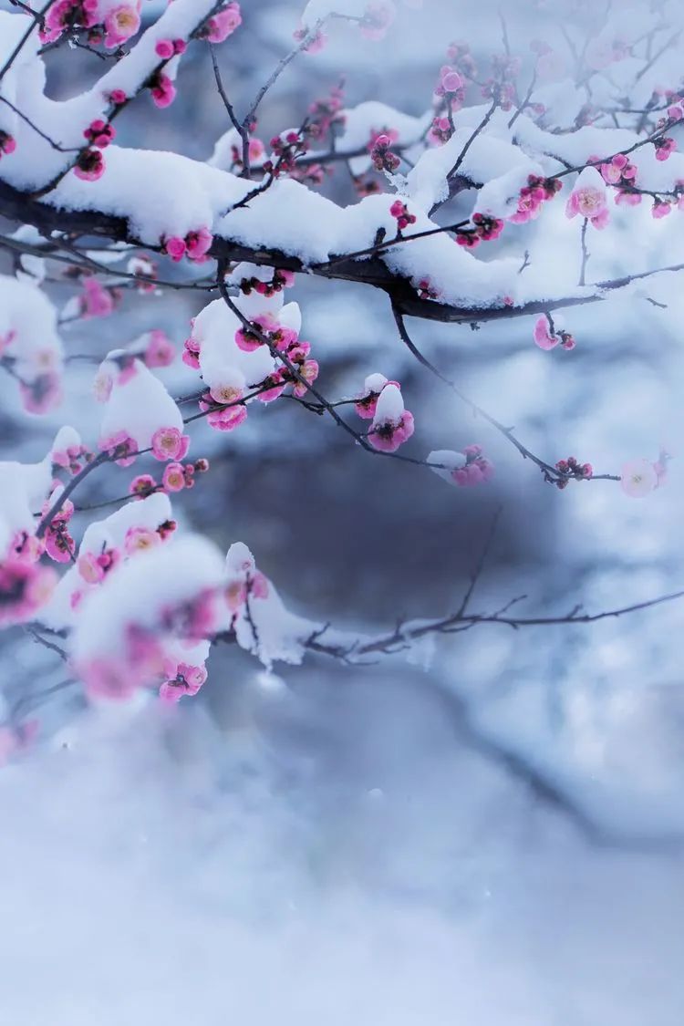 赞美雪的诗句古诗大全（下雪的正能量句子）