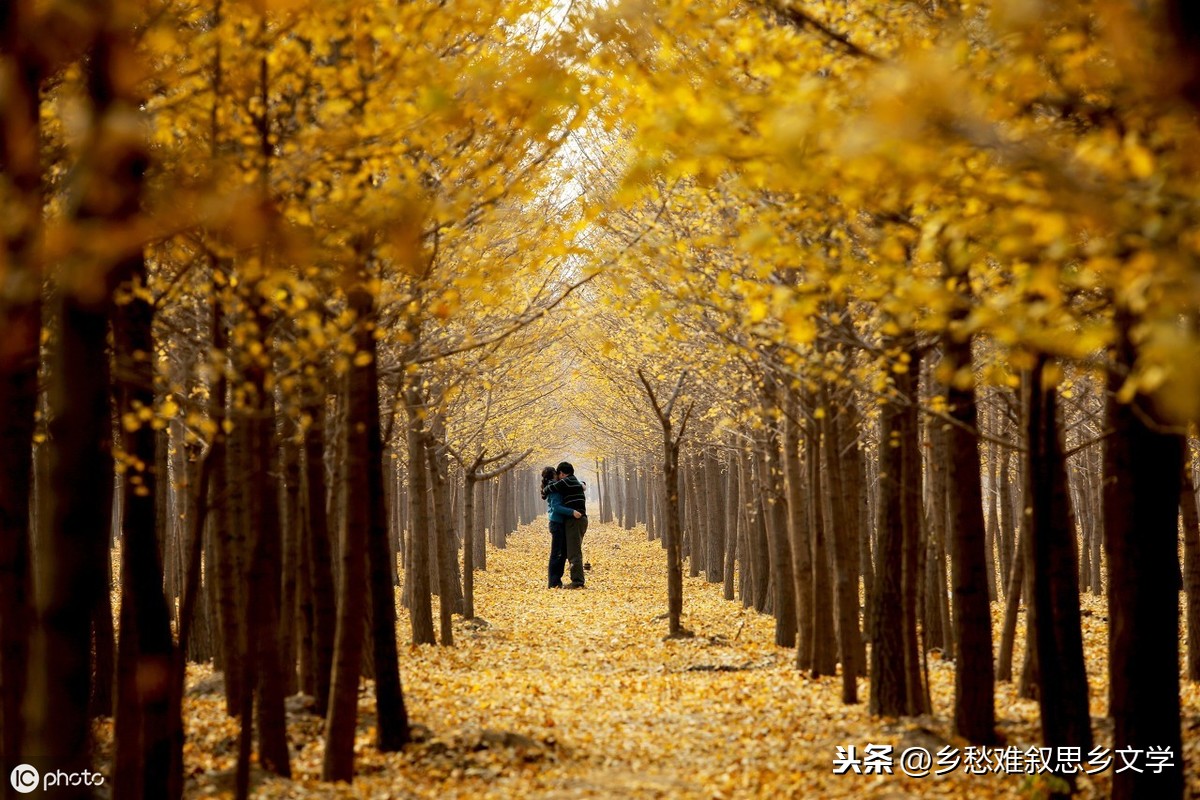 落叶是疲倦的蝴蝶赏析（关于蝴蝶的唯美短句）