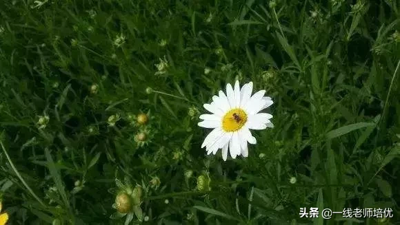 什么样的小草形容词（描写小草的短句）