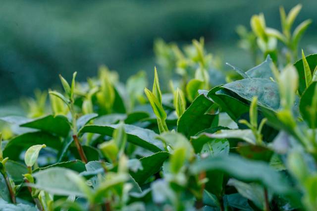 春茶的诗句唯美（三月春茶美好句子）