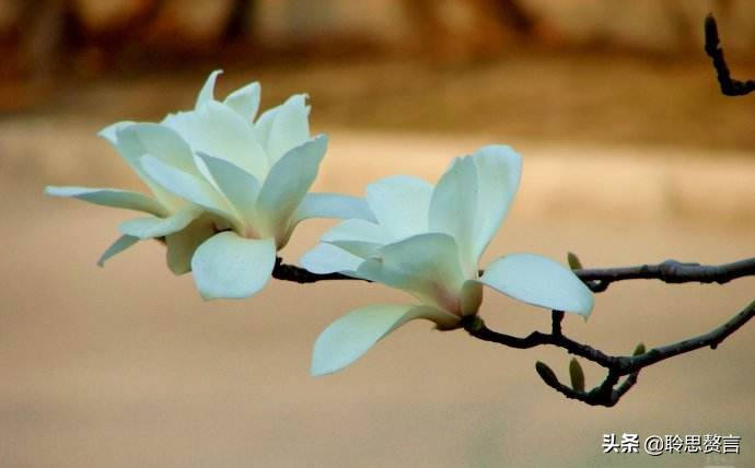 玉兰花诗句经典句子（玉兰花诗句大全）