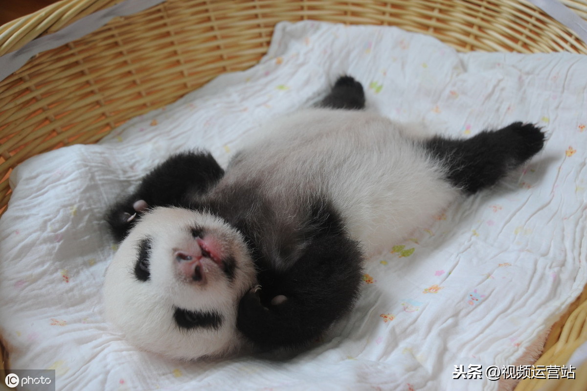 形容熊猫的句子有哪些（摘抄熊猫的好词好句）