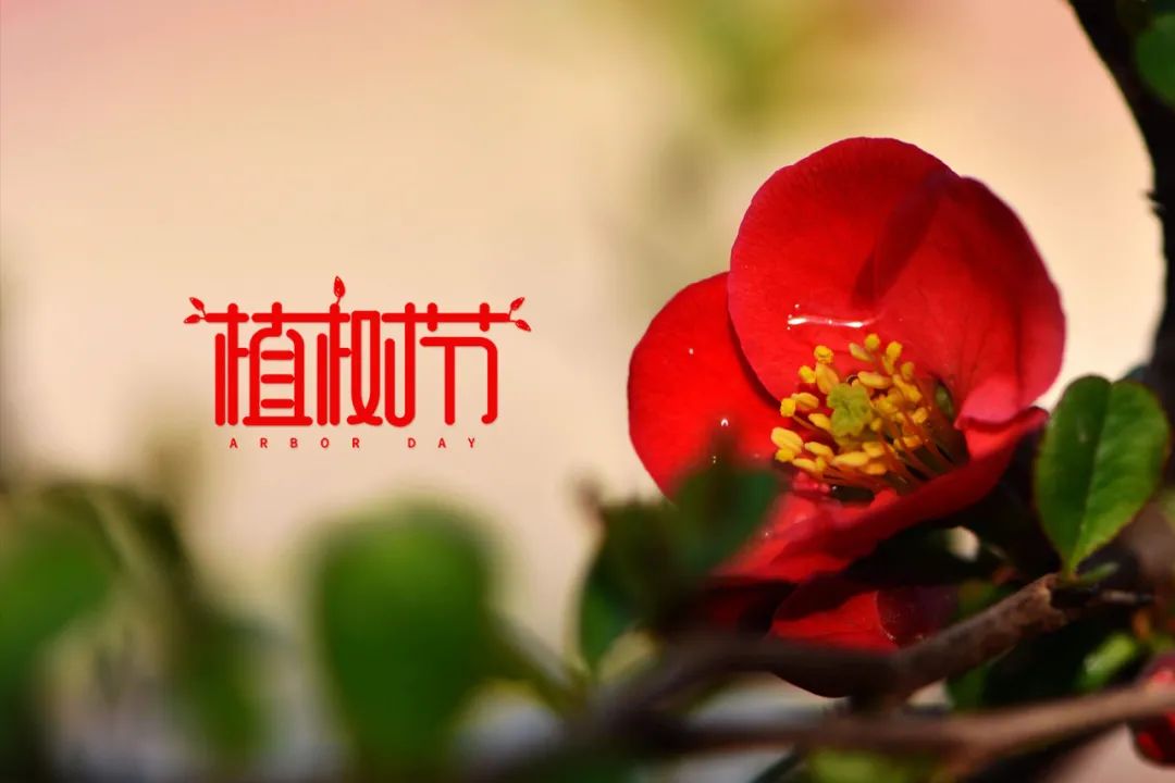 植树节的诗歌简短（关于植树节的佳句）