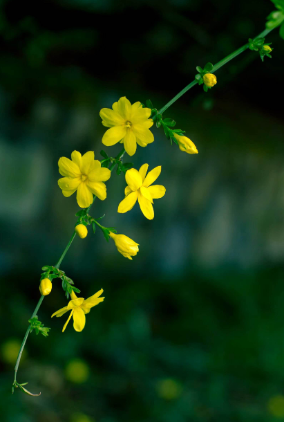 描写迎春花的句子（赞美迎春花的优美诗句）