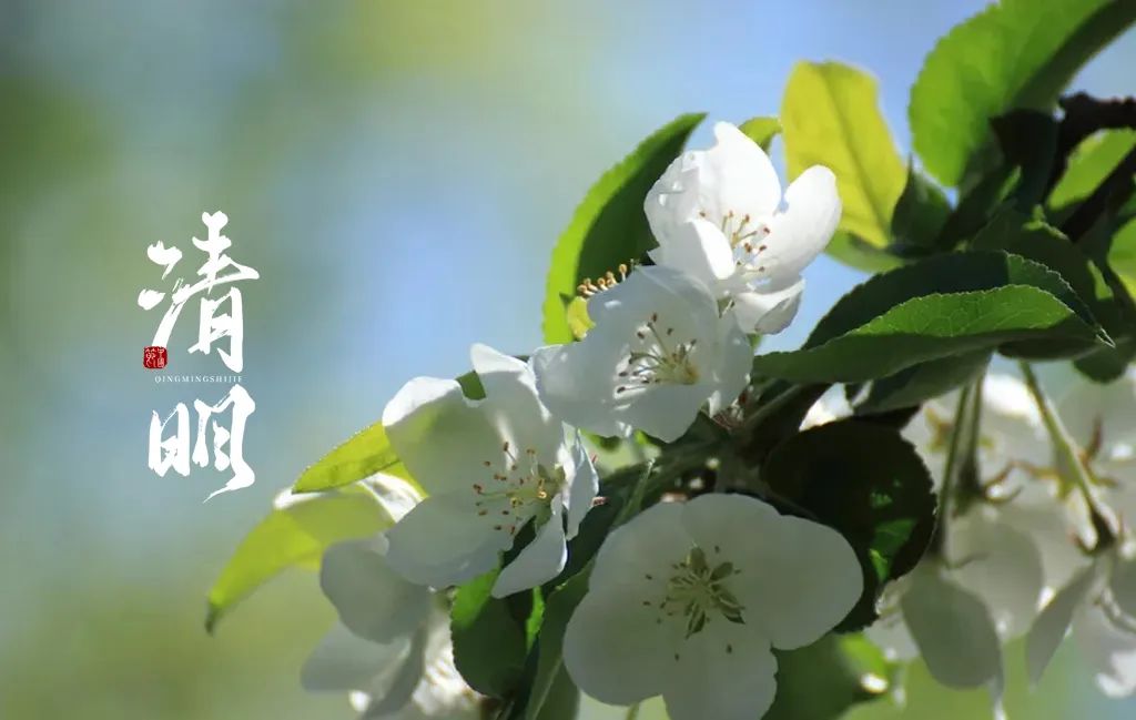 有关清明的诗句古诗（描写清明节的句子佳句）