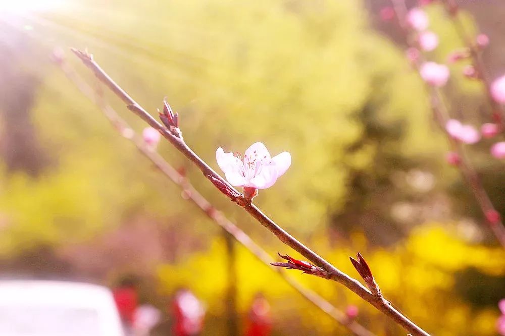 赞美春暖花开的唯美句子（形容春暖花开的美句）