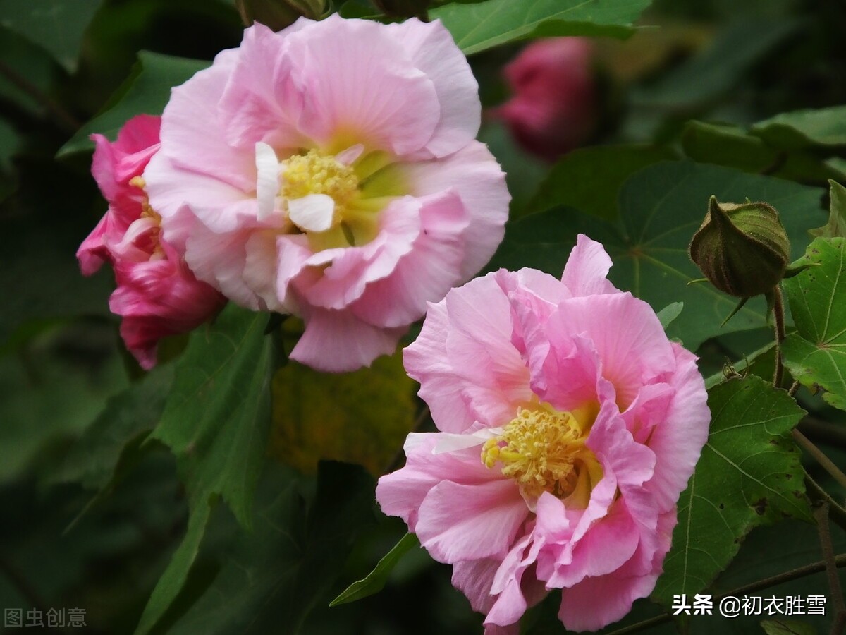 寒露的句子短句唯美（寒露节气唯美句子）
