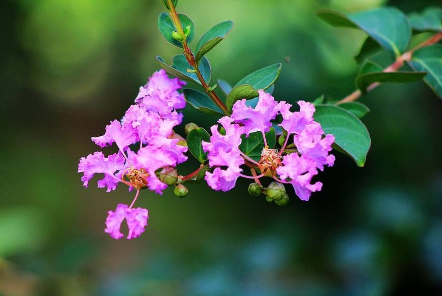 紫薇花古诗赏析（赞美紫薇花经典短句）