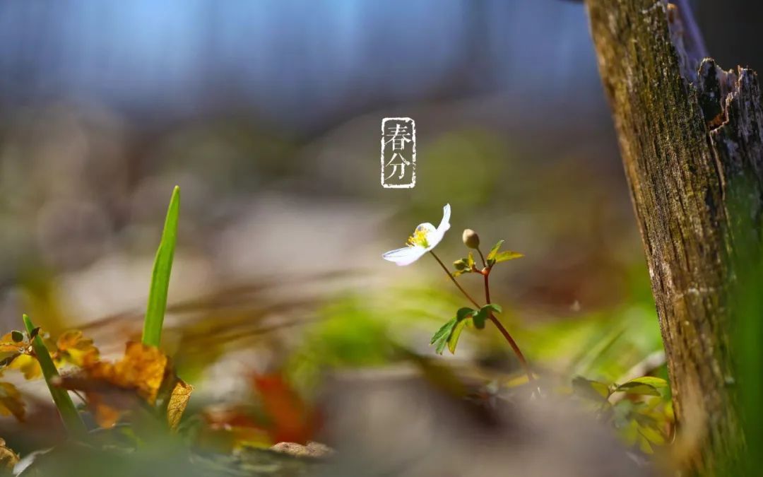 春分的诗句古诗名句（关于立春的古诗）