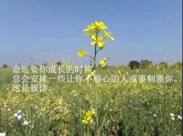 感慨的句子说说心情简短（打动人心的情感语录）
