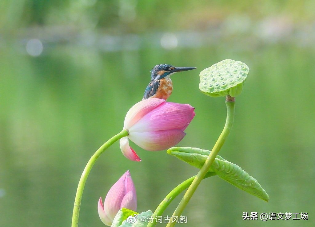 高考作文范文欣赏（2021年高考语文作文赏析）