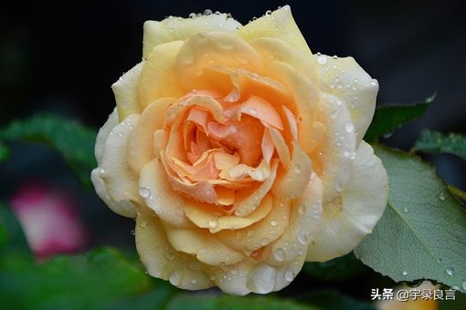 日久见人心感言（感慨人心多变的句子)