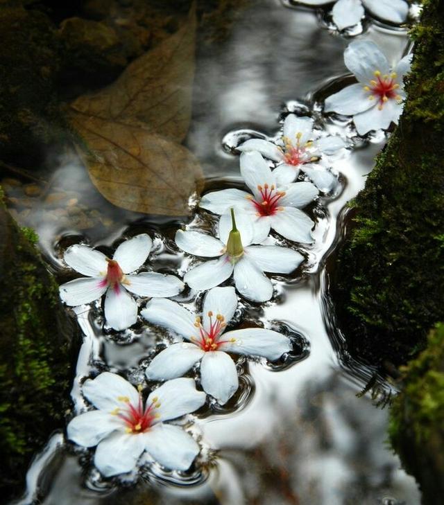 黛玉葬花原文片段（葬花吟原文及翻译）
