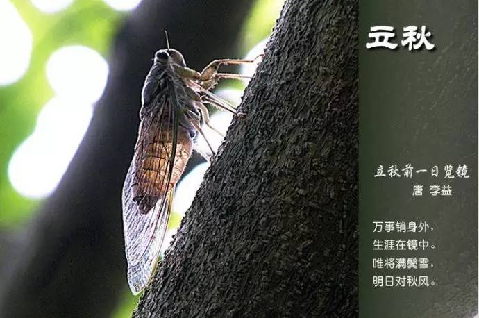 二十四节气的古诗有哪些（关于节气的古诗四句）