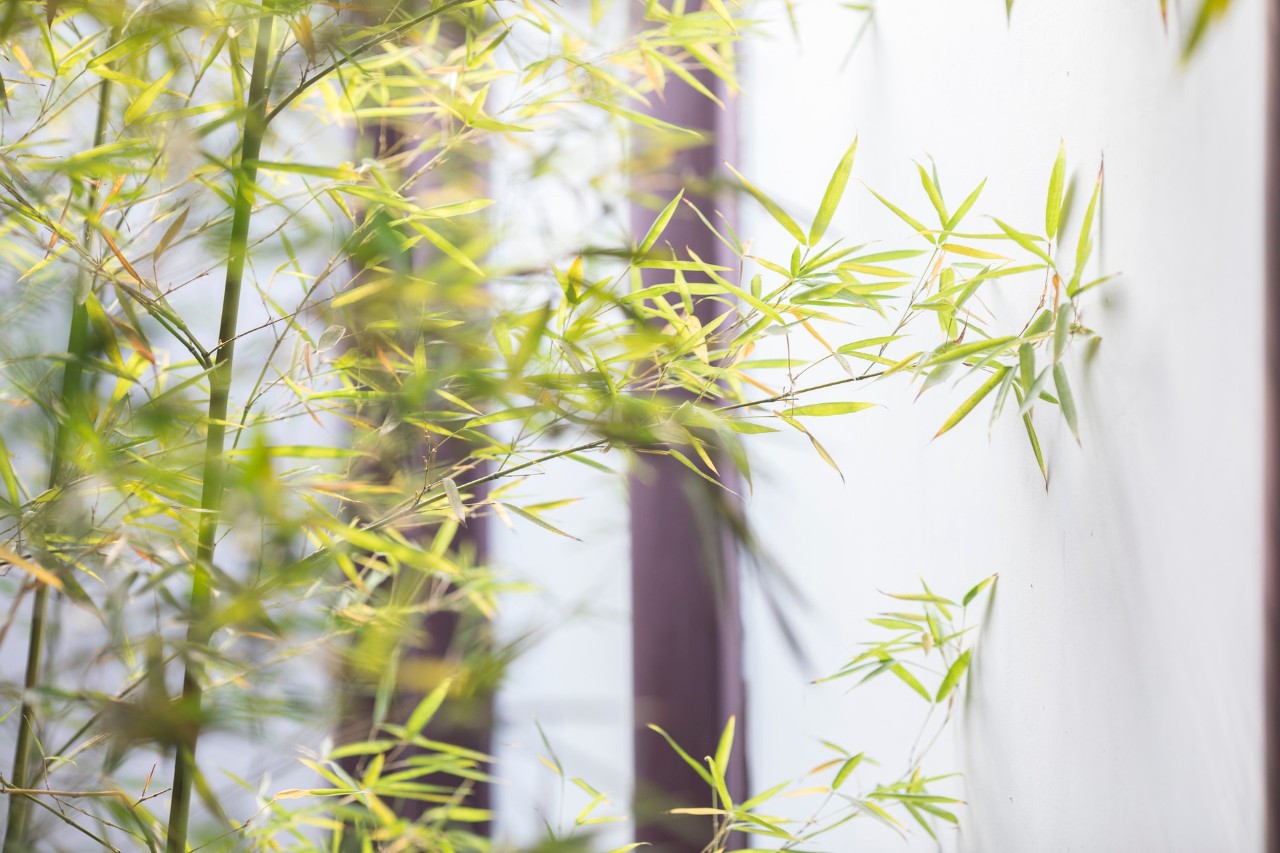 友情的句子唯美简短诗句（赞美友谊的7首古诗）