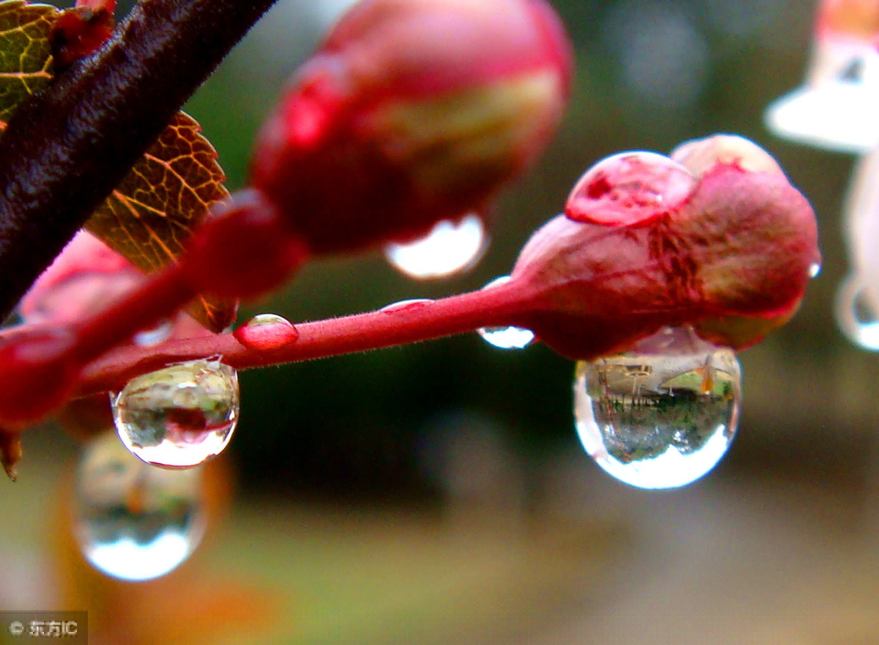 描写春雨的诗句有哪些（十首最美描写春雨的诗词）