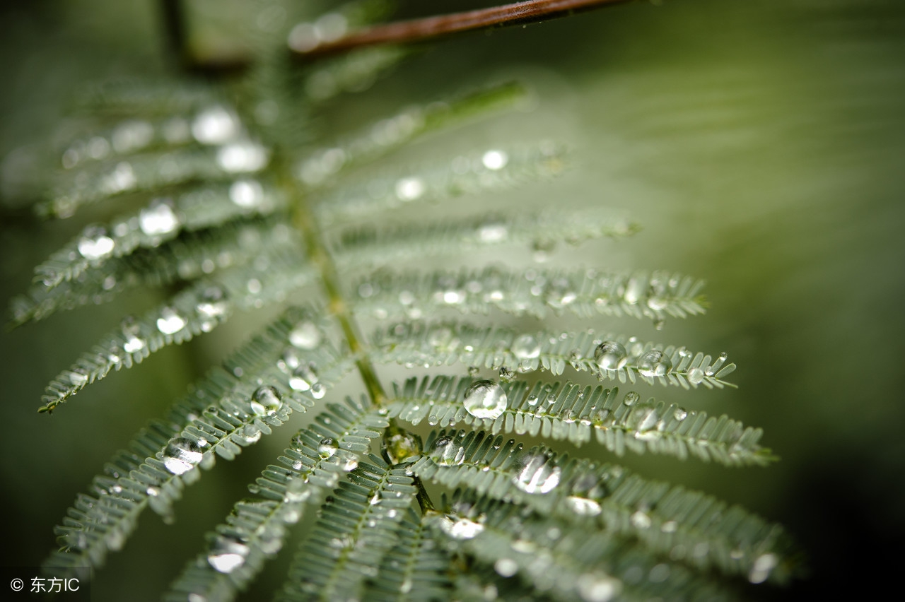 描写春雨的诗句有哪些（十首最美描写春雨的诗词）