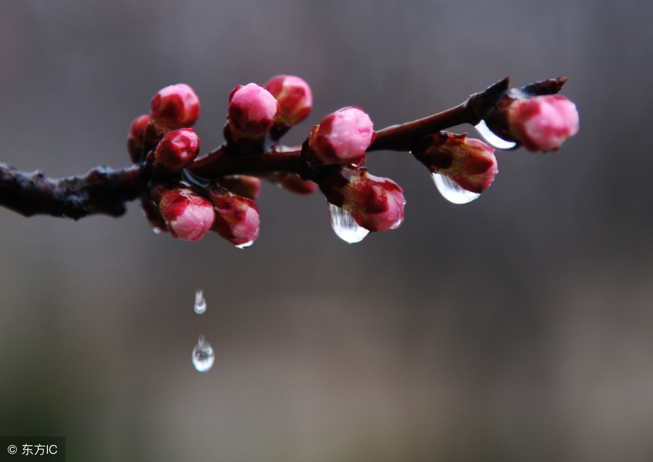 描写春雨的诗句有哪些（十首最美描写春雨的诗词）