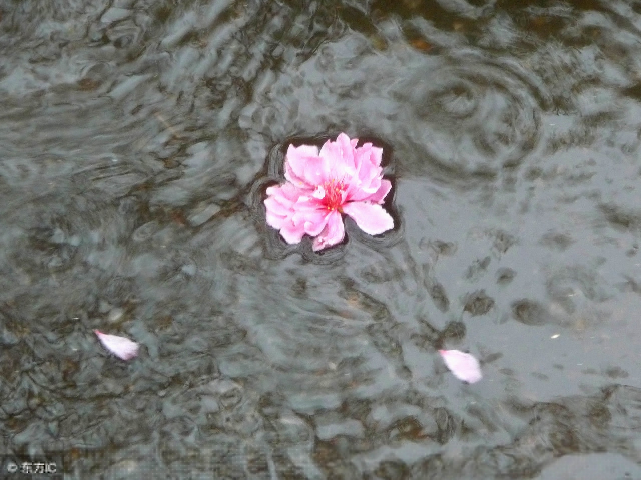 描写春雨的诗句有哪些（十首最美描写春雨的诗词）