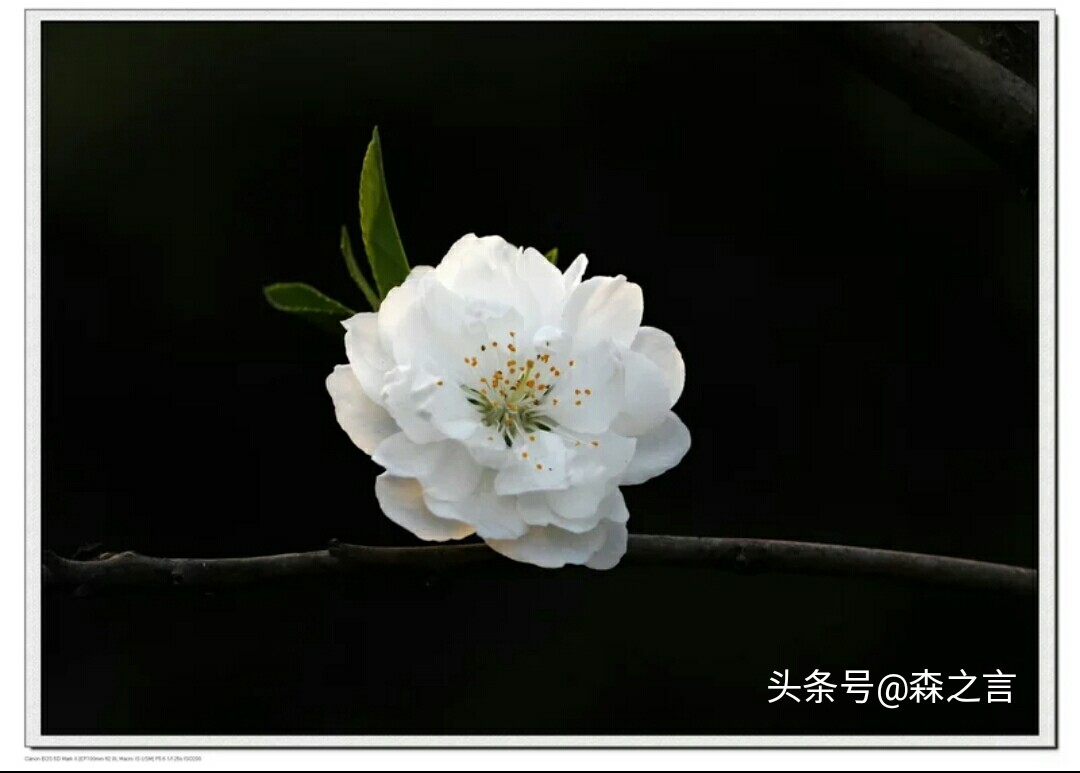 七言祭文精品朗读（悼亡诗3首古诗）