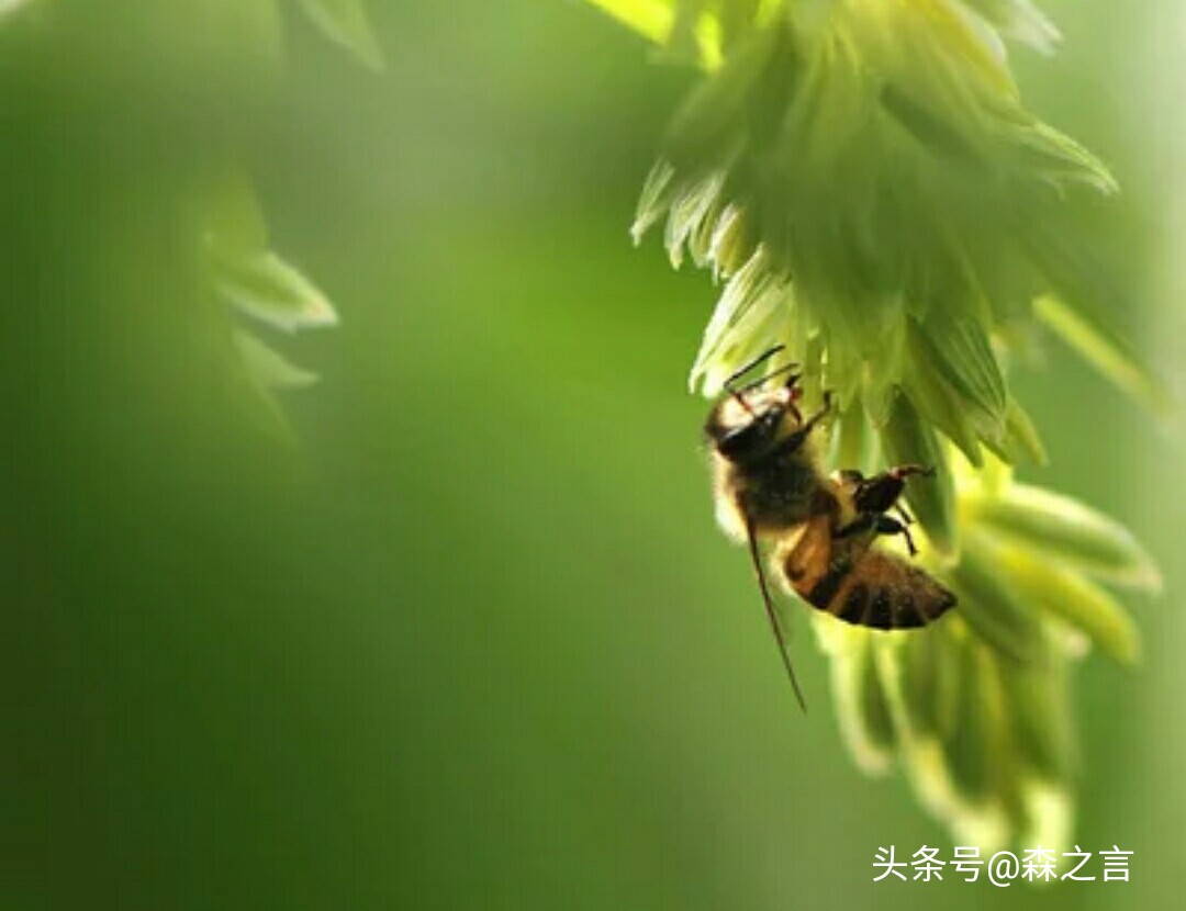 七言祭文精品朗读（悼亡诗3首古诗）
