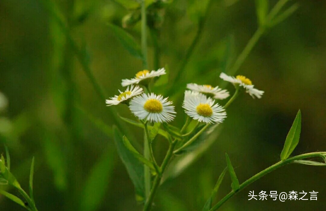 七言祭文精品朗读（悼亡诗3首古诗）