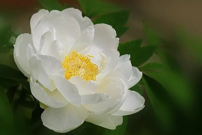 唯有牡丹真国色（牡丹花的经典名句）