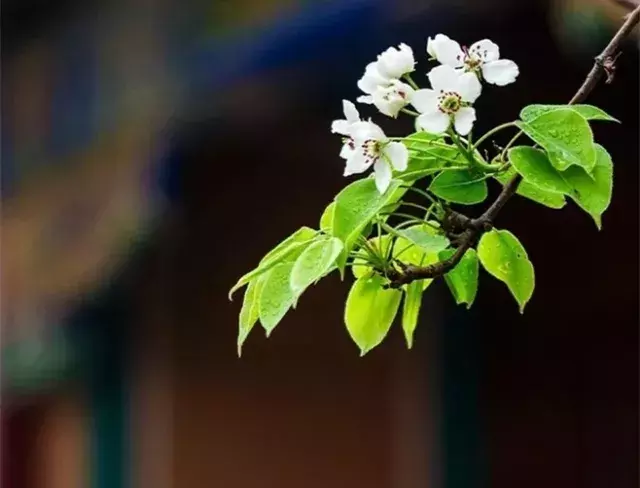 梨花诗词集锦大全（咏梨花最有名的诗词）