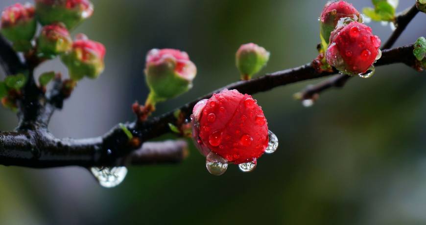 描写雨的诗词有哪些（古代诗人描写雨的诗句）