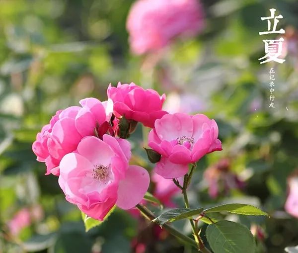 立夏的诗句唯美（关于立夏的美好诗句）